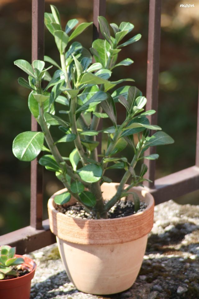 Adenium